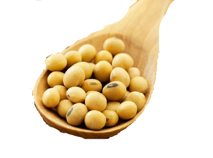 Soyabeen Seed 500g